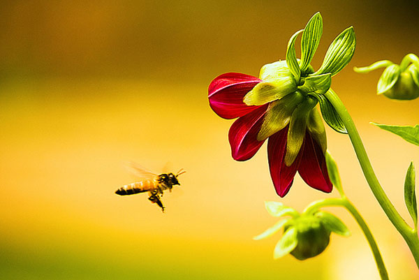 bee-red-rose.jpg