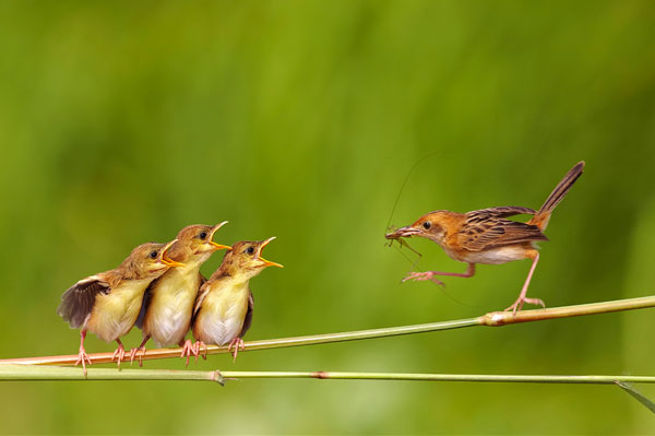 bird-feeding-children.jpg