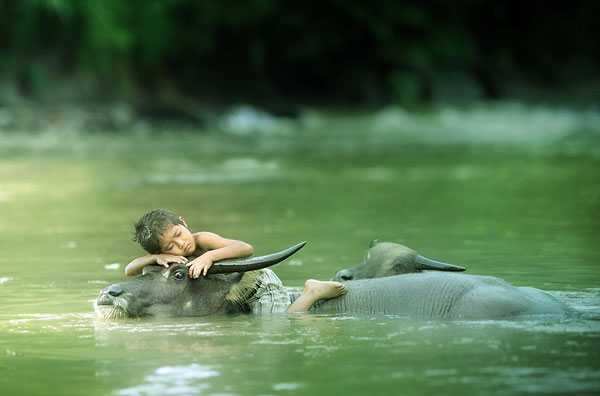 boy-sleeping-on-bull.jpg