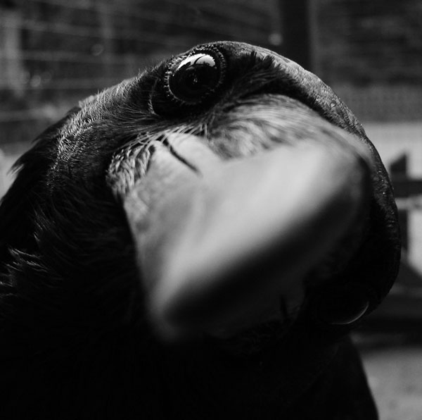 crow-starring.jpg