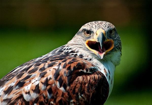eagle-mouth-opening.jpg