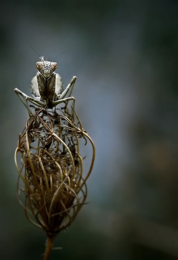 grasshoper.jpg
