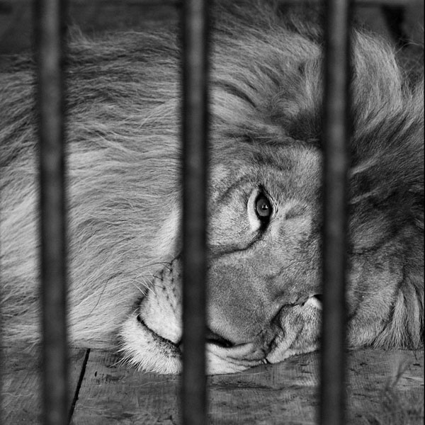 lion-inside-cage.jpg