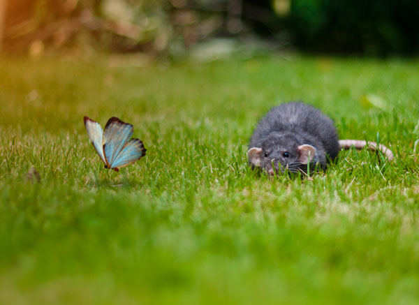 mouse-sneaking-butterfly.jpg