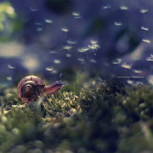 snail.jpg