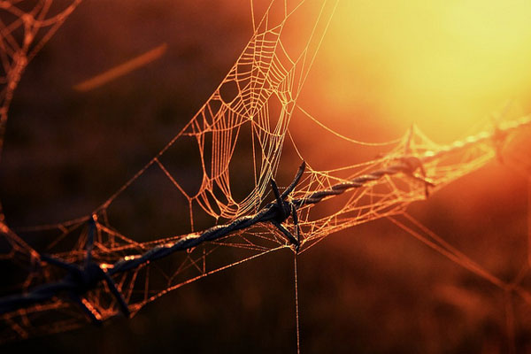spiderweb.jpg