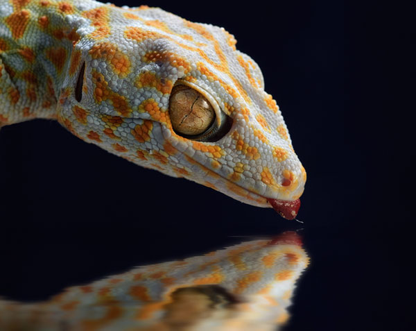 white-snake.jpg