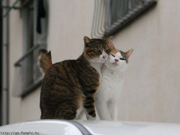 Cat005.jpg