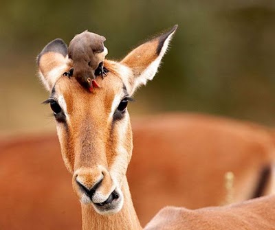 bothersome_birds_10.jpg
