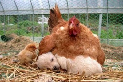 bothersome_birds_18.jpg
