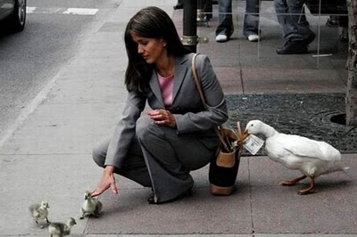 bothersome_birds_25.jpg