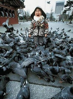 bothersome_birds_36.jpg