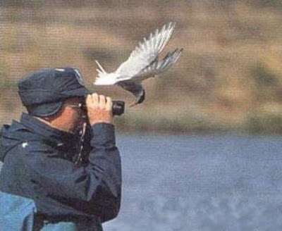 bothersome_birds_39.jpg