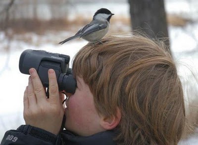 bothersome_birds_45.jpg