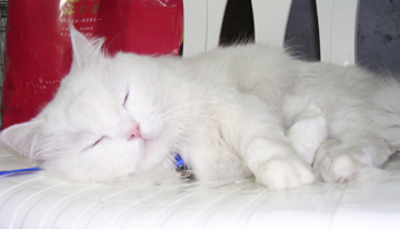 20031119_lijenliu_002304.jpg