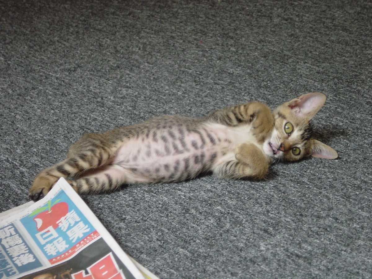 CatScaredByAppledaily.jpg