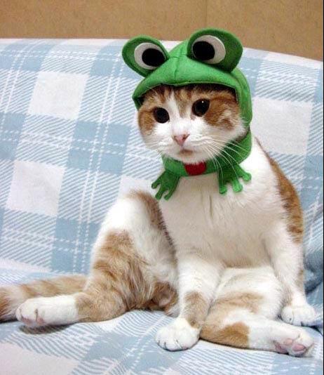 Cat_Fashion2.jpg