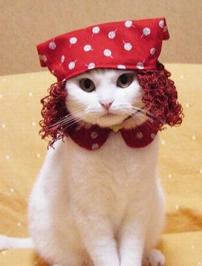 Cat_Fashion4.jpg