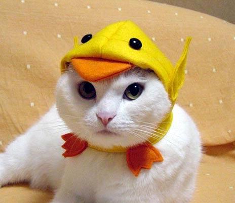 Cat_Fashion5.jpg