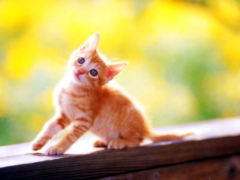 km_neko_224.jpg