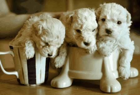 20031122_pipi750828_001427.gif