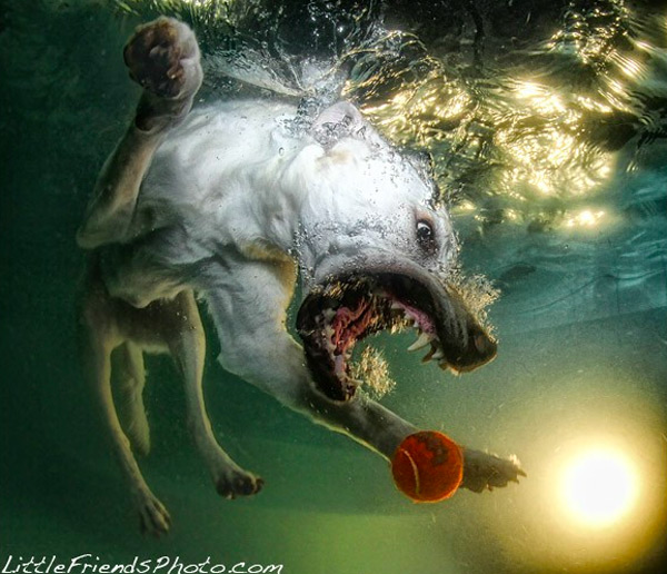 Seth-Casteels-Underwater-Dog-Photography-07.jpg