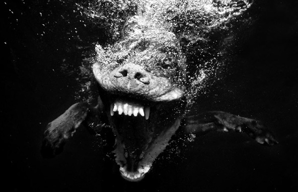 Seth-Casteels-Underwater-Dog-Photography-10.jpg