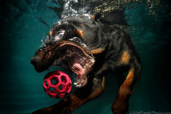 Seth-Casteels-Underwater-Dog-Photography-11.jpg