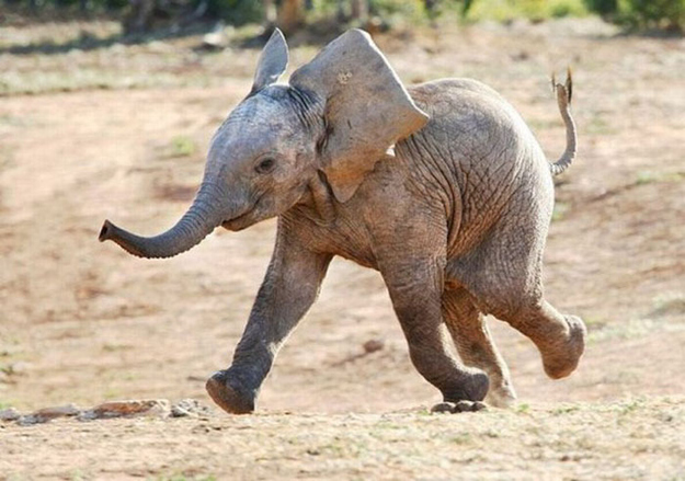 happy-animals-01.jpg