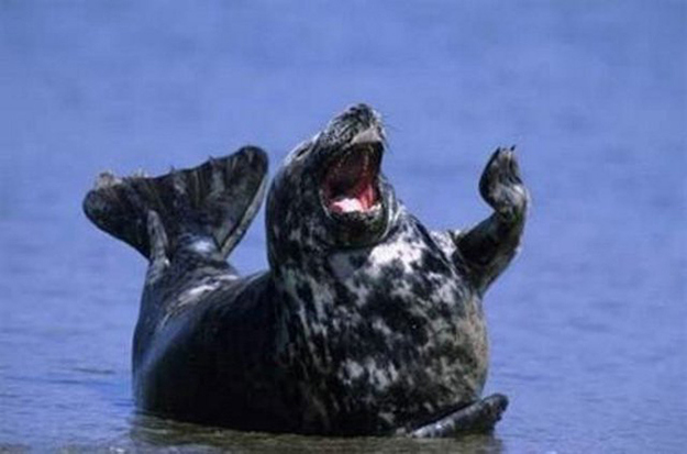 happy-animals-04.jpg