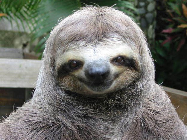 happy-animals-09.jpg