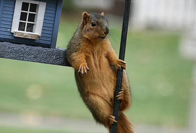 happy-animals-10.jpg