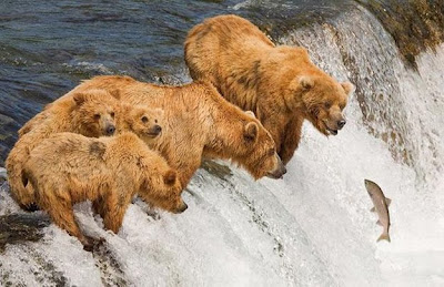perfectly-timed-photos-of-animals-1.jpg