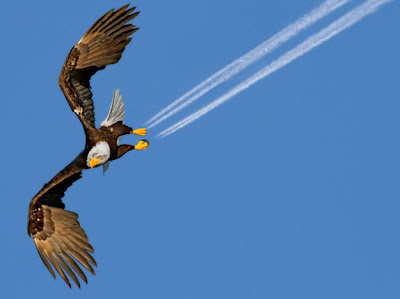 perfectly-timed-photos-of-animals-12.jpg