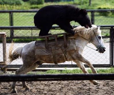unlikely_animal_friendships_11.jpg