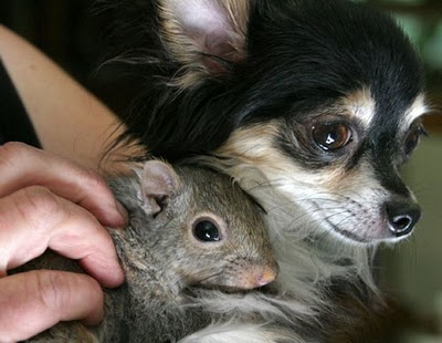 unlikely_animal_friendships_13.jpg
