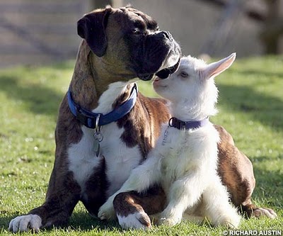 unlikely_animal_friendships_16.jpg