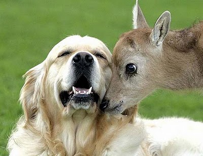 unlikely_animal_friendships_17.jpg