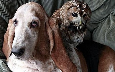 unlikely_animal_friendships_22.jpg