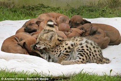 unlikely_animal_friendships_23.jpg