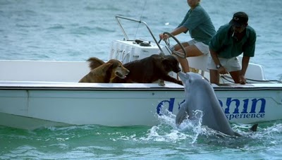 unlikely_animal_friendships_34.jpg