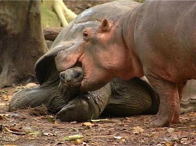 unlikely_animal_friendships_38.jpg