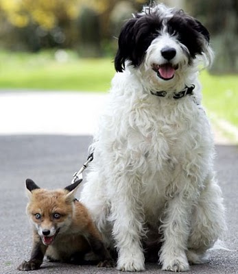 unlikely_animal_friendships_42.jpg