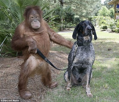 unlikely_animal_friendships_48.jpg