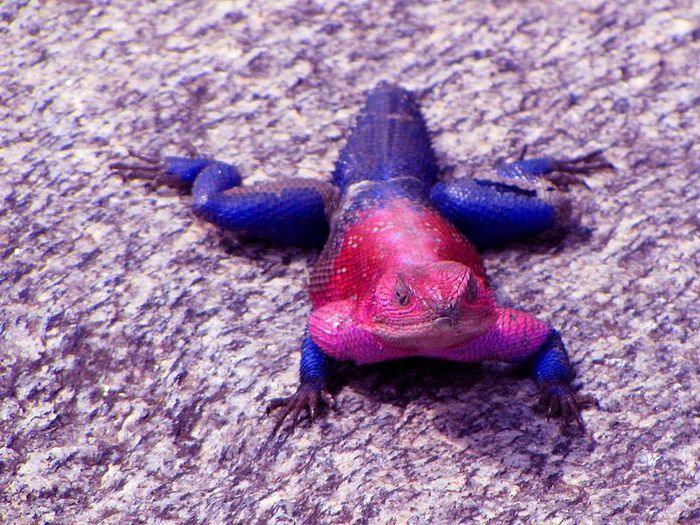 spider-man-lizard-agama-mwanzae_01.jpg