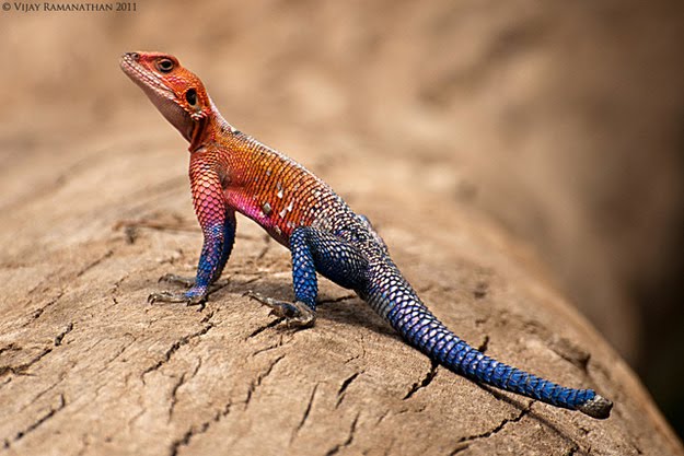 spider-man-lizard-agama-mwanzae_04.jpg