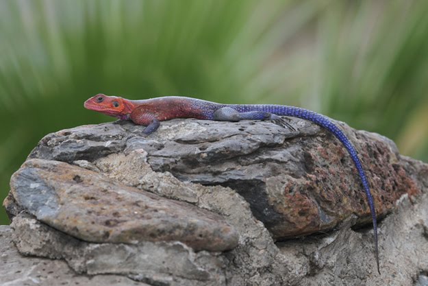 spider-man-lizard-agama-mwanzae_09.jpg