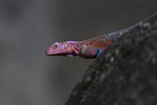 spider-man-lizard-agama-mwanzae_10.jpg