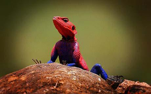 spider-man-lizard-agama-mwanzae_11.jpg