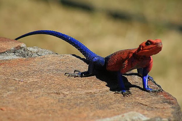 spider-man-lizard-agama-mwanzae_12.jpg